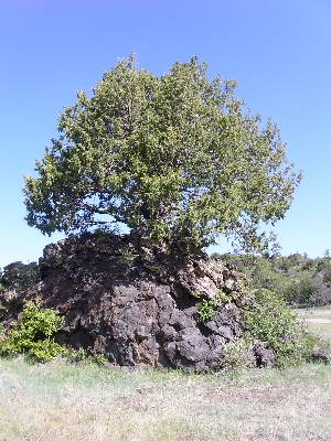 [Tree atop a lava rock on the prairie.]